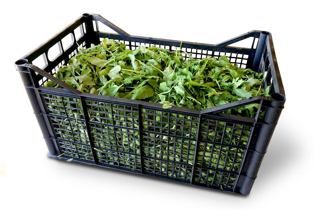 rucola_rinfusa